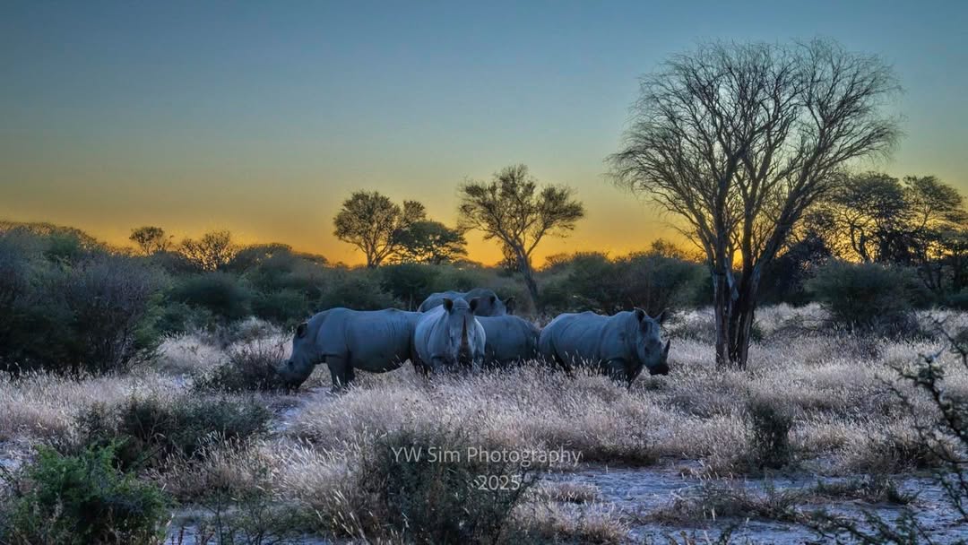 The Kalahari Standoff: When Rhinos Met Their Match