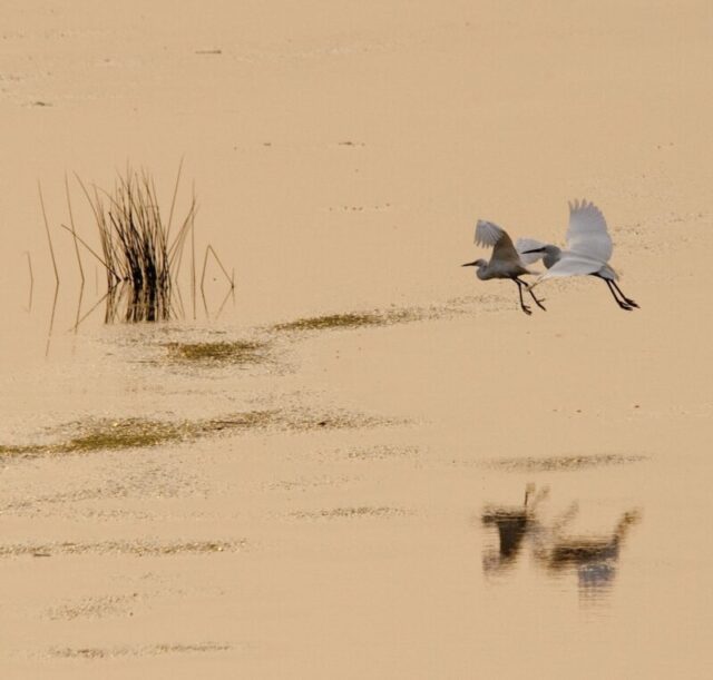 Evening Marsh