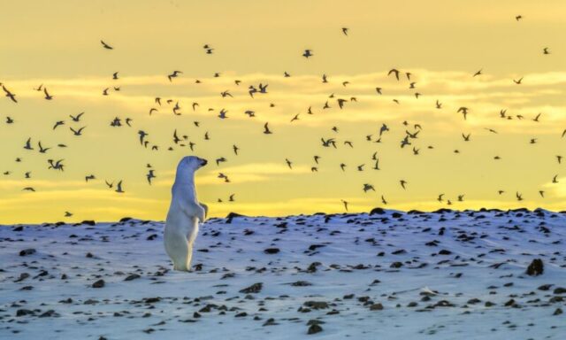 In the Flock
