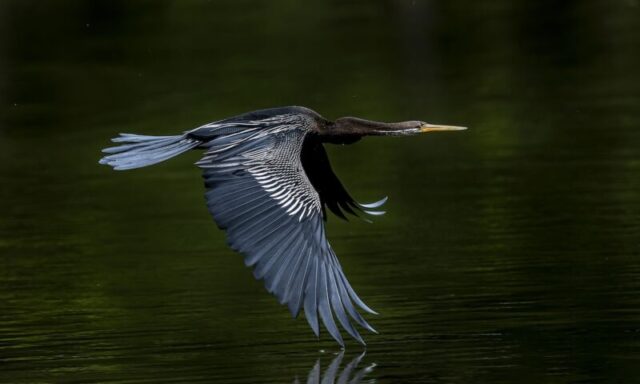 A Swift Skim