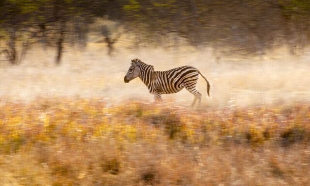 Charging Stripes