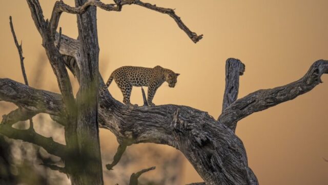 Surveying the Ground