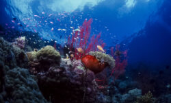 Seascape PNG